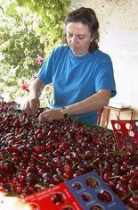 Picota season gets big kick-off