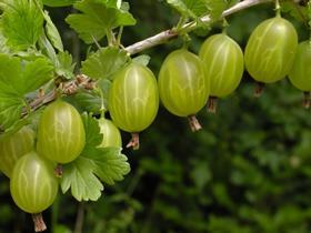 GEN bigStock_Gooseberry