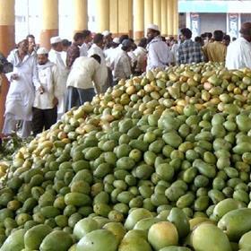 Mangoes India market