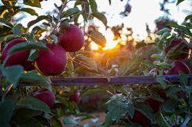 Cosmic Crisp Orchard Sunrise