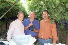 Sweet Surrender grape, shown off by, left to right: Jack Pandol, owner of Grapery, Duncan Macintyre and Jim Beagle, ceo of Grapery