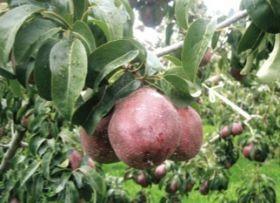 Northwest pears