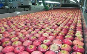 Fischer apples