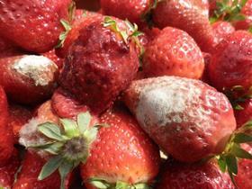 Rotten fruit strawberries