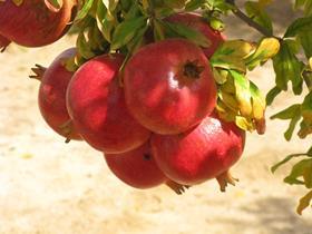 GEN pomegranate growing