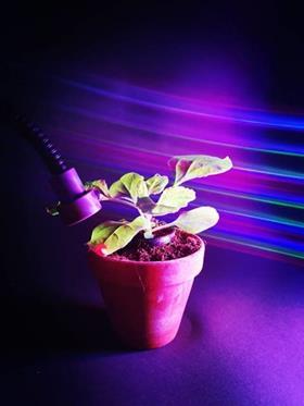 plant under light CREDIT Ben Miller