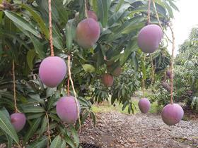 Ecuador mangoes