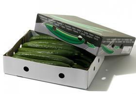 Cucumbers Greenery