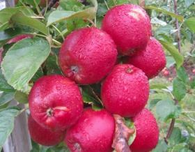 reinc east malling pink red flesh apples UK South Africa