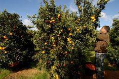 Intercitrus' pips squeak