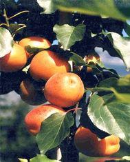 UK apricots chilling out
