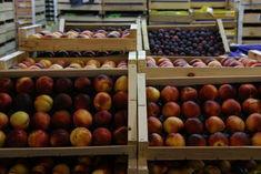 Concertina effect threatens EU stonefruit