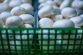 Mykogen mushrooms