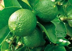 tahiti limes