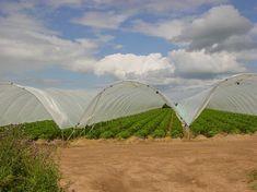 Tunnels and temp workers targeted