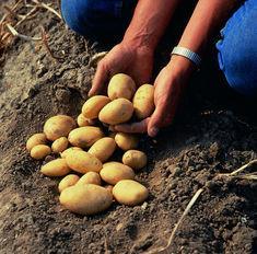 British potato industry overcomes late start