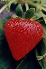 KG hails queen of the strawbs
