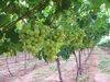 South African grape industry to consolidate