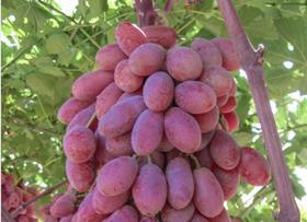 Rugby IFG table grape variety