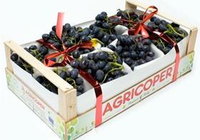 Agricoper Black Magic grapes