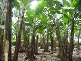 EC banana plantation trees