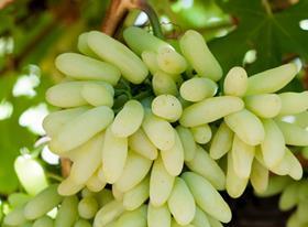 Quip IFG table grape variety