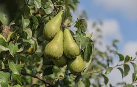 BelOrta Conference pears