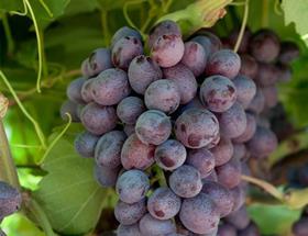 Kokomo IFG table grape variety