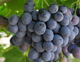 Julep IFG table grape variety
