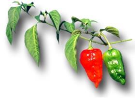 Dorset Naga chilli pepper