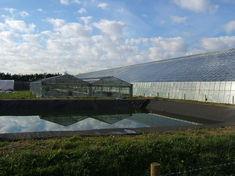 The glasshouses have proved a great success