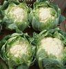 SEF faces brighter 2011 after cauliflower strife