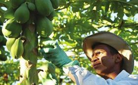 Brazilian papayas