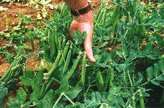 Agrovista warns on herbicides