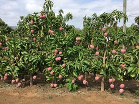 Calypso at 4 years on trellis Walkamin Research Stationa