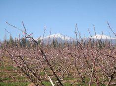 Winter brings SA growers mixed blessings