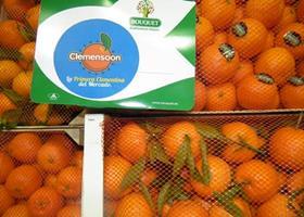 ES Clemensoon clementine citrus