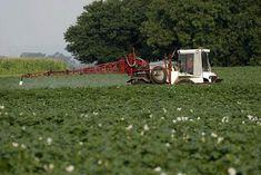 Potatoes need to be protected during the crucial period of tuber development