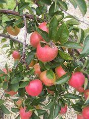Budgens supports UK growers