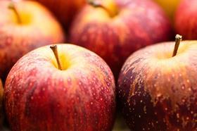 Generic apples closeup