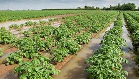 flooded potato field