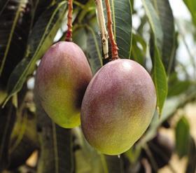 generic mangoes