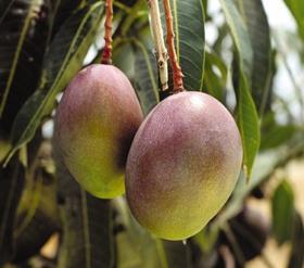 Taiwanese mangoes on show in Japan, Article