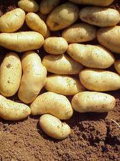 The UK potato sector has rallied after a season plagued by tricky production conditions and high levels of waste in store