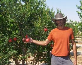Agrexco pomegranates