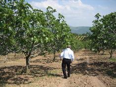 Agrexco has invested in Turkish fig production to maximise its offer