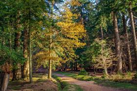 Trees CREDIT Mike Beales:Flickr