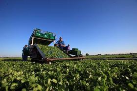 Watercress worker