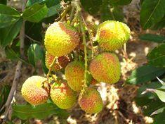 Galilee Export: lychee exports have started