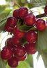 Picota enjoys peach of a season
